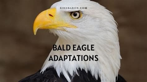 Bald Eagle Adaptations - How Do Bald Eagles Survive - BirdBaron