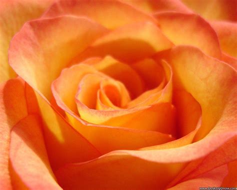 Orange Rose Wallpapers - Wallpaper Cave