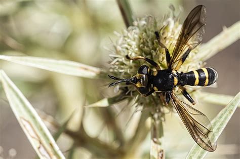 Conops flavipes - Insect Macro Photography