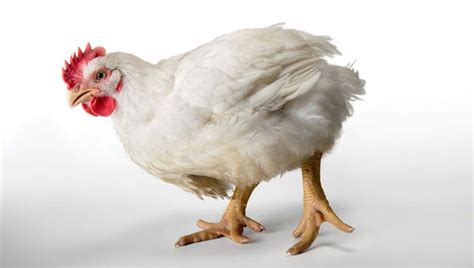 Why are my Cornish Cross Broiler Chickens Dying? - Polystead