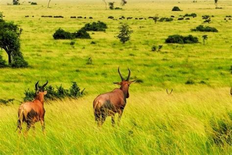 Queen Elizabeth National Park | Tailormade Africa