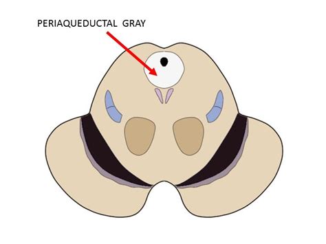 Know Your Brain: Periaqueductal Gray — Neuroscientifically Challenged