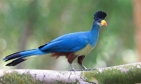 Download Animal Turaco HD Wallpaper