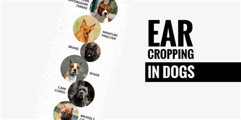 Ear Cropping In Dogs — Price, Legality, Surgery & Aftercare