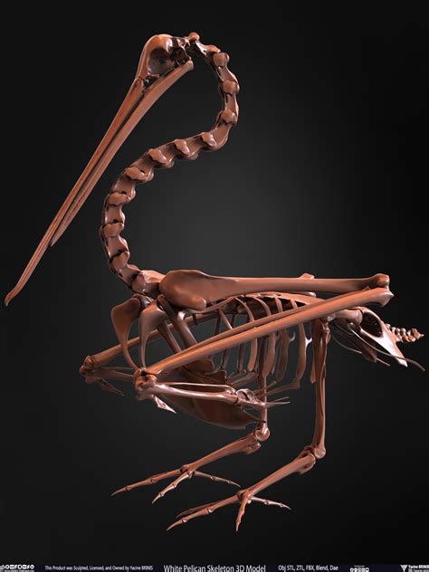 ArtStation - White Pelican Skeleton 3D Model | Resources