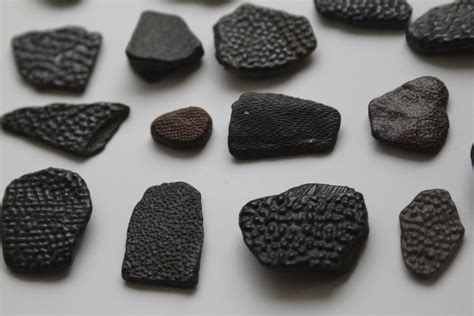 fossilized scales of prehistoric fish | found in Latvia by o… | Flickr