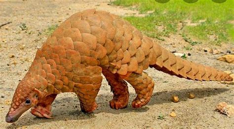 Over 1,200 pangolins poached, trafficked in India during 2018-22: Report | Delhi News - The ...