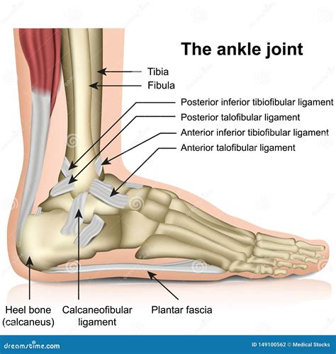 Foot Tendon Diagram / Diagram » ligament diagram of foot anatomy of the ...