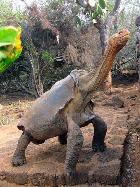 Tortoise Diego Saddleback - Galapagos .. going for that delicious ...