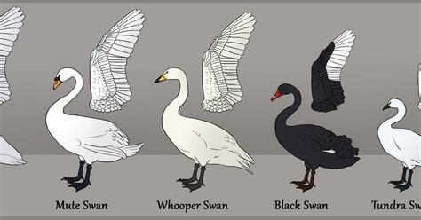 Clan of Black Swans: Anatomy and swan study