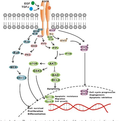 Figure 3 from Mechanisms of resistance to EGFR tyrosine kinase inhibitors | Semantic Scholar