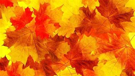 nature, Leaves, Minimalism, Fall, Orange, Yellow, Macro Wallpapers HD ...