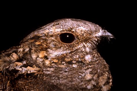 European nightjar, Eurasian nightjar (Caprimulgus europaeus); Image ONLY