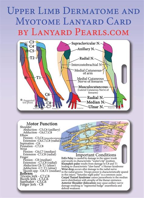 Upper Limb Dermatome + Myotome Lanyard Reference Card Brachial Plexus Neurology | eBay