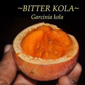 ~BITTER KOLA~ Garcinia kola African Aphrodisiac Live FRUIT Tree Potd ...