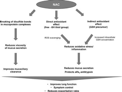 Mechanisms of action of N-acetylcysteine (NAC). NAC acts as a... | Download Scientific Diagram