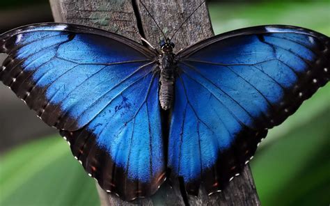 Des papillons Morpho émergent de leur chrysalide en time-lapse | Belle ...