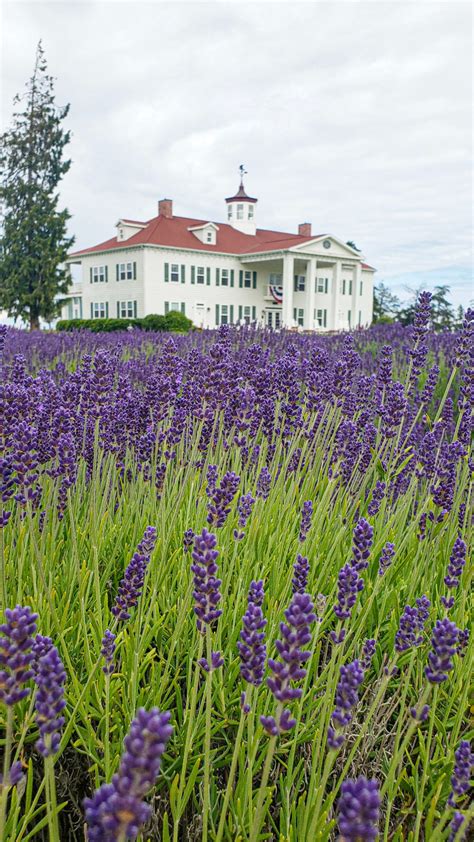 A Guide To Visiting The Sequim Lavender Festival - Explore Washington State