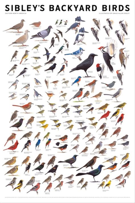 February 2012 | Bird poster, Wild birds, Backyard birds