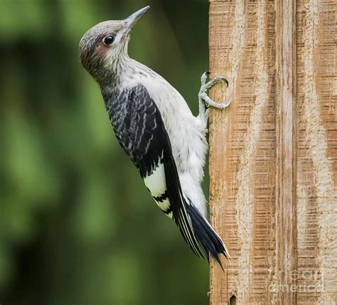 Juvenile Red Headed Woodpecker Photograph by Ricky L Jones