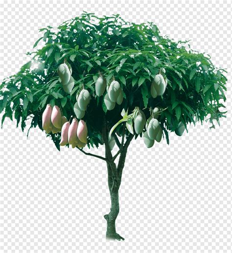 Mango tree illustration, Tree Mango, árvore de manga frutífera, outro, folha, ramo png | PNGWing