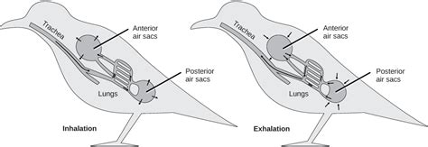 Birds | OpenStax Biology 2e