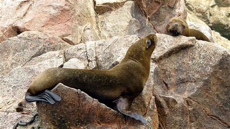 5 Adorable Animals of Peru - Most common animals in Peru | Best Andes Travel