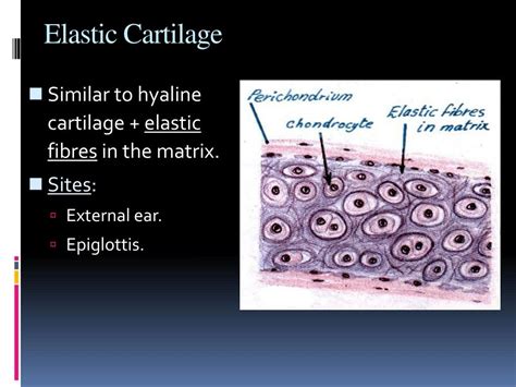 Elastic Cartilage Diagram