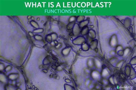 What is a Leucoplast? - Leucoplasts Function and Types