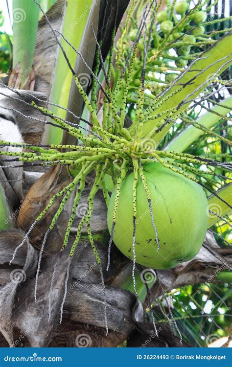 Green Coconut At Tree Stock Photos - Image: 26224493