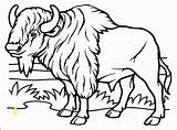 Bison Bizon Printable Kolorowanki Dzieci Pobrania  sketch template