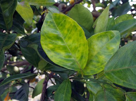 Pest & Disease | Citrus Insider