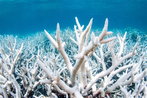 Understanding Coral Bleaching: Threats to the Great Barrier Reef ...