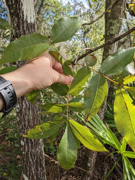 Carya glabra - leaves | Juglandaceae pignut hickory serrated… | Flickr