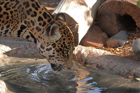 Frontiers | Detection of Jaguar (Panthera onca) From Genetic Material ...