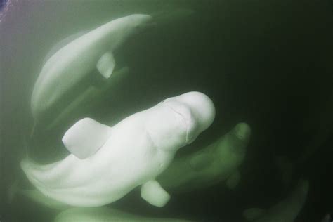 Beluga Whale Images