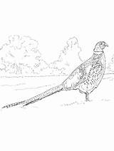 Pheasant coloring pages sketch template