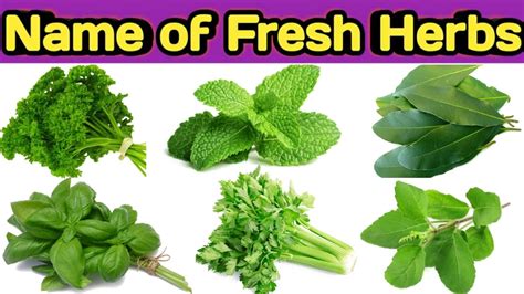 Types of fresh herbs || Name of herbs || Herbs ke naam || Herbs ...