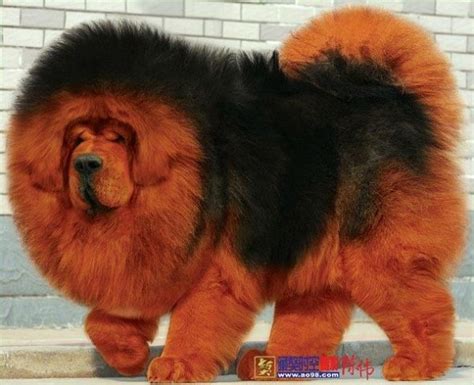 The 25+ best Tibetan mastiff cost ideas on Pinterest | Tibetan mastiff price, Tibetan mastiff ...