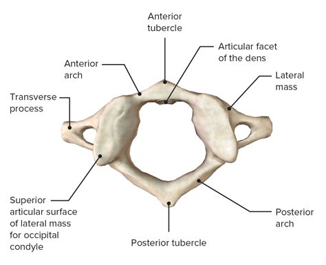 Atlas Anterior View