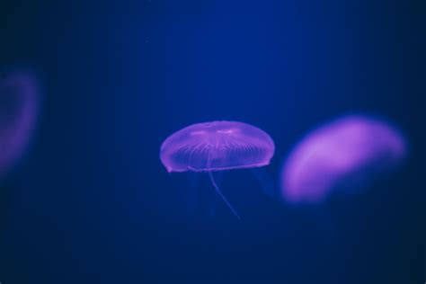 Close-up of Jellyfish · Free Stock Photo