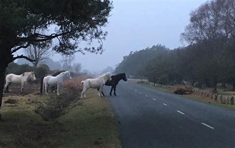 12 New Forest pony facts every native fan needs to know... - Horse & Hound