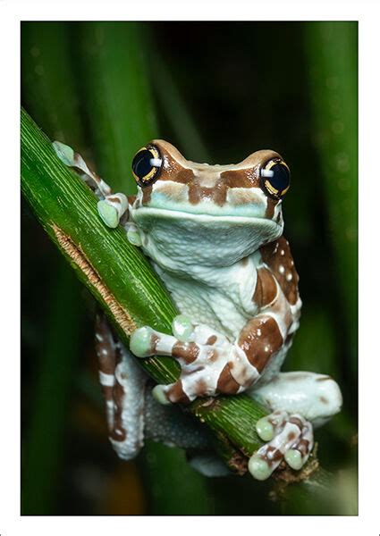 Amazon Milk Frog | Patrick Zephyr Photography