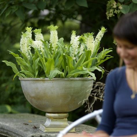 Eucomis Autumnalis - 3 bulbs - Longfield Gardens