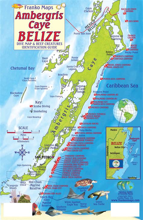 Ambergris Caye Dive Map and Reef Creatures Identification Guide