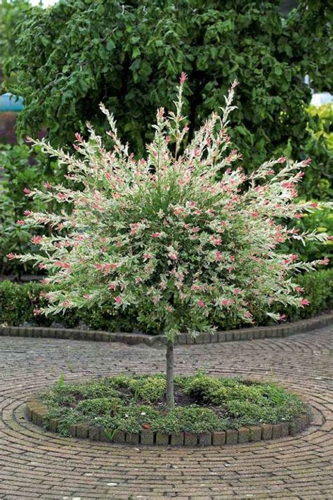 Salix integra 'Hakuro Nishiki' – Nurseries Caroliniana