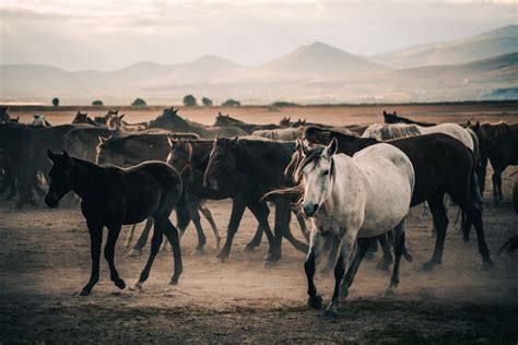 A Herd of Horses · Free Stock Photo