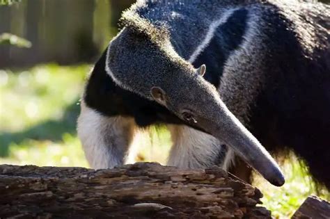 Anteater Facts | Anteater Habitat | Anteater Diet