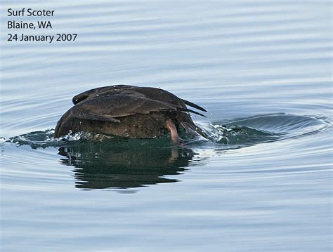 Northwest Nature Notes: DIVING BIRDS