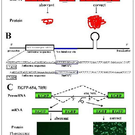 Lentiviral vector design. The modified U7 snRNA genes were inserted ...